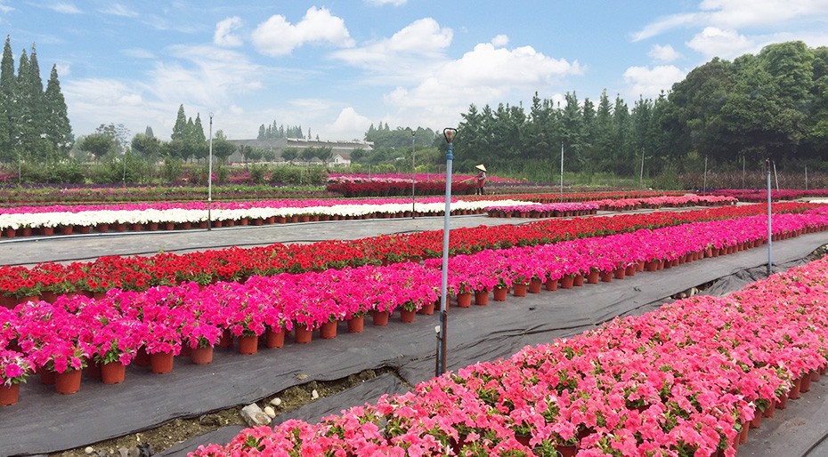 BB贝博艾弗森园林绿化维护